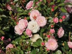 Zwerg-Kletterrose Starlet®-Rose 'Alina' ® -Deutschland Garten Funk Verkaufs-Shop zwerg kletterrose starlet rose alina m094402 w 1