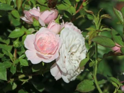 Zwerg-Kletterrose Starlet®-Rose 'Alina' ® -Deutschland Garten Funk Verkaufs-Shop zwerg kletterrose starlet rose alina m094402 w 3