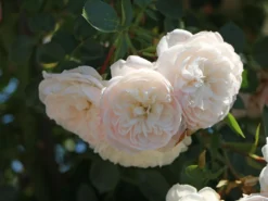 Zwerg-Kletterrose Starlet®-Rose 'Alina' ® -Deutschland Garten Funk Verkaufs-Shop zwerg kletterrose starlet rose alina m094402 w 4