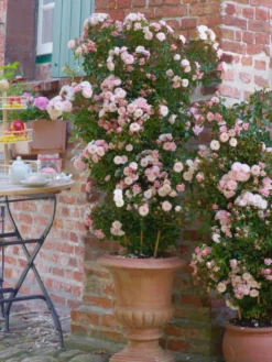 Zwerg-Kletterrose Starlet®-Rose 'Alina' ® -Deutschland Garten Funk Verkaufs-Shop zwerg kletterrose starlet rose alina m094402 w 5