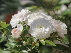 Zwerg-Kletterrose Starlet®-Rose 'Alina' ® -Deutschland Garten Funk Verkaufs-Shop zwerg kletterrose starlet rose alina m094402 w 7