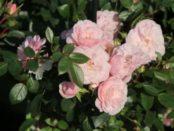 Zwerg-Kletterrose Starlet®-Rose 'Alina' ® -Deutschland Garten Funk Verkaufs-Shop zwerg kletterrose starlet rose alina m094402 w 9