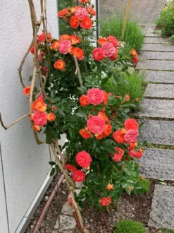 Zwerg-Kletterrose Starlet®-Rose 'Carmen' ® -Deutschland Garten Funk Verkaufs-Shop zwerg kletterrose starlet rose carmen m094404 193676 0