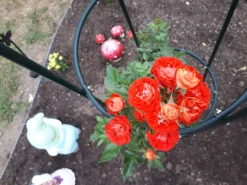 Zwerg-Kletterrose Starlet®-Rose 'Carmen' ® -Deutschland Garten Funk Verkaufs-Shop zwerg kletterrose starlet rose carmen m094404 908796 0