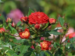 Zwerg-Kletterrose Starlet®-Rose 'Carmen' ®