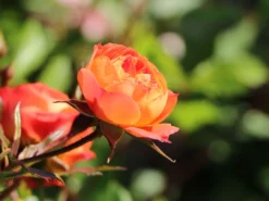 Zwerg-Kletterrose Starlet®-Rose 'Carmen' ® -Deutschland Garten Funk Verkaufs-Shop zwerg kletterrose starlet rose carmen m094404 w 10