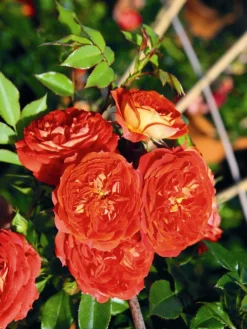 Zwerg-Kletterrose Starlet®-Rose 'Carmen' ® -Deutschland Garten Funk Verkaufs-Shop zwerg kletterrose starlet rose carmen m094404 w 2