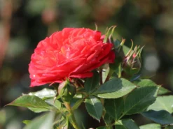 Zwerg-Kletterrose Starlet®-Rose 'Carmen' ® -Deutschland Garten Funk Verkaufs-Shop zwerg kletterrose starlet rose carmen m094404 w 3