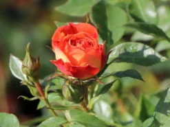 Zwerg-Kletterrose Starlet®-Rose 'Carmen' ® -Deutschland Garten Funk Verkaufs-Shop zwerg kletterrose starlet rose carmen m094404 w 4