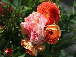 Zwerg-Kletterrose Starlet®-Rose 'Carmen' ® -Deutschland Garten Funk Verkaufs-Shop zwerg kletterrose starlet rose carmen m094404 w 6