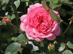 Zwerg-Kletterrose Starlet®-Rose 'Eva' ®