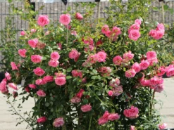 Zwerg-Kletterrose Starlet®-Rose 'Eva' ® -Deutschland Garten Funk Verkaufs-Shop zwerg kletterrose starlet rose eva m094406 w 10