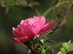 Zwerg-Kletterrose Starlet®-Rose 'Eva' ® -Deutschland Garten Funk Verkaufs-Shop zwerg kletterrose starlet rose eva m094406 w 5