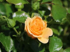 Zwerg-Kletterrose Starlet®-Rose 'Lizzy' ® -Deutschland Garten Funk Verkaufs-Shop zwerg kletterrose starlet rose lizzy m094396 w 0