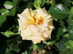 Zwerg-Kletterrose Starlet®-Rose 'Lizzy' ® -Deutschland Garten Funk Verkaufs-Shop zwerg kletterrose starlet rose lizzy m094396 w 1