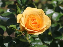 Zwerg-Kletterrose Starlet®-Rose 'Lizzy' ® -Deutschland Garten Funk Verkaufs-Shop zwerg kletterrose starlet rose lizzy m094396 w 2