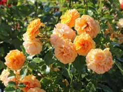 Zwerg-Kletterrose Starlet®-Rose 'Lizzy' ® -Deutschland Garten Funk Verkaufs-Shop zwerg kletterrose starlet rose lizzy m094396 w 3