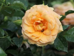 Zwerg-Kletterrose Starlet®-Rose 'Lizzy' ® -Deutschland Garten Funk Verkaufs-Shop zwerg kletterrose starlet rose lizzy m094396 w 5