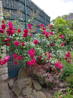 Zwerg-Kletterrose Starlet®-Rose 'Lola' ® -Deutschland Garten Funk Verkaufs-Shop zwerg kletterrose starlet rose lola m094398 598791 0