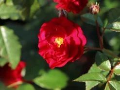 Zwerg-Kletterrose Starlet®-Rose 'Lola' ®