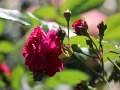 Zwerg-Kletterrose Starlet®-Rose 'Lola' ® -Deutschland Garten Funk Verkaufs-Shop zwerg kletterrose starlet rose lola m094398 w 0