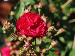 Zwerg-Kletterrose Starlet®-Rose 'Lola' ® -Deutschland Garten Funk Verkaufs-Shop zwerg kletterrose starlet rose lola m094398 w 2