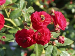 Zwerg-Kletterrose Starlet®-Rose 'Lola' ® -Deutschland Garten Funk Verkaufs-Shop zwerg kletterrose starlet rose lola m094398 w 3