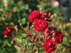 Zwerg-Kletterrose Starlet®-Rose 'Lola' ® -Deutschland Garten Funk Verkaufs-Shop zwerg kletterrose starlet rose lola m094398 w 4