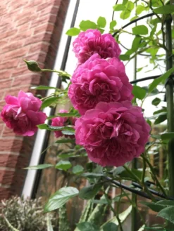 Zwerg-Kletterrose Starlet®-Rose 'Melina' ® -Deutschland Garten Funk Verkaufs-Shop zwerg kletterrose starlet rose melina m094400 193676 0