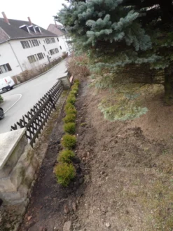 Zwerg-Lebensbaum 'Tiny Tim' -Deutschland Garten Funk Verkaufs-Shop zwerg lebensbaum tiny tim m003856 752540 0