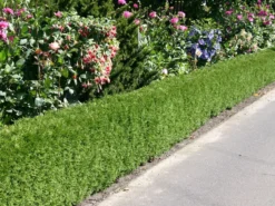 Zwerg-Lebensbaum 'Tiny Tim' -Deutschland Garten Funk Verkaufs-Shop zwerg lebensbaum tiny tim m003856 w 0