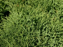 Zwerg-Lebensbaum 'Tiny Tim' -Deutschland Garten Funk Verkaufs-Shop zwerg lebensbaum tiny tim m003856 w 1