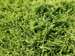 Zwerg-Lebensbaum 'Tiny Tim' -Deutschland Garten Funk Verkaufs-Shop zwerg lebensbaum tiny tim m003856 w 3