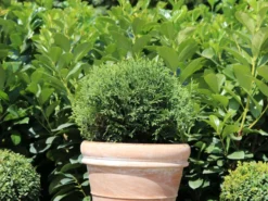 Zwerg-Lebensbaum 'Tiny Tim' -Deutschland Garten Funk Verkaufs-Shop zwerg lebensbaum tiny tim m003856 w 5