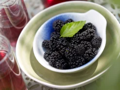 Zwerg-Maulbeere 'Mojo Berry' -Deutschland Garten Funk Verkaufs-Shop zwerg maulbeere mojo berry m114476 w 0