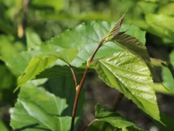 Zwerg-Maulbeere 'Mojo Berry' -Deutschland Garten Funk Verkaufs-Shop zwerg maulbeere mojo berry m114476 w 2