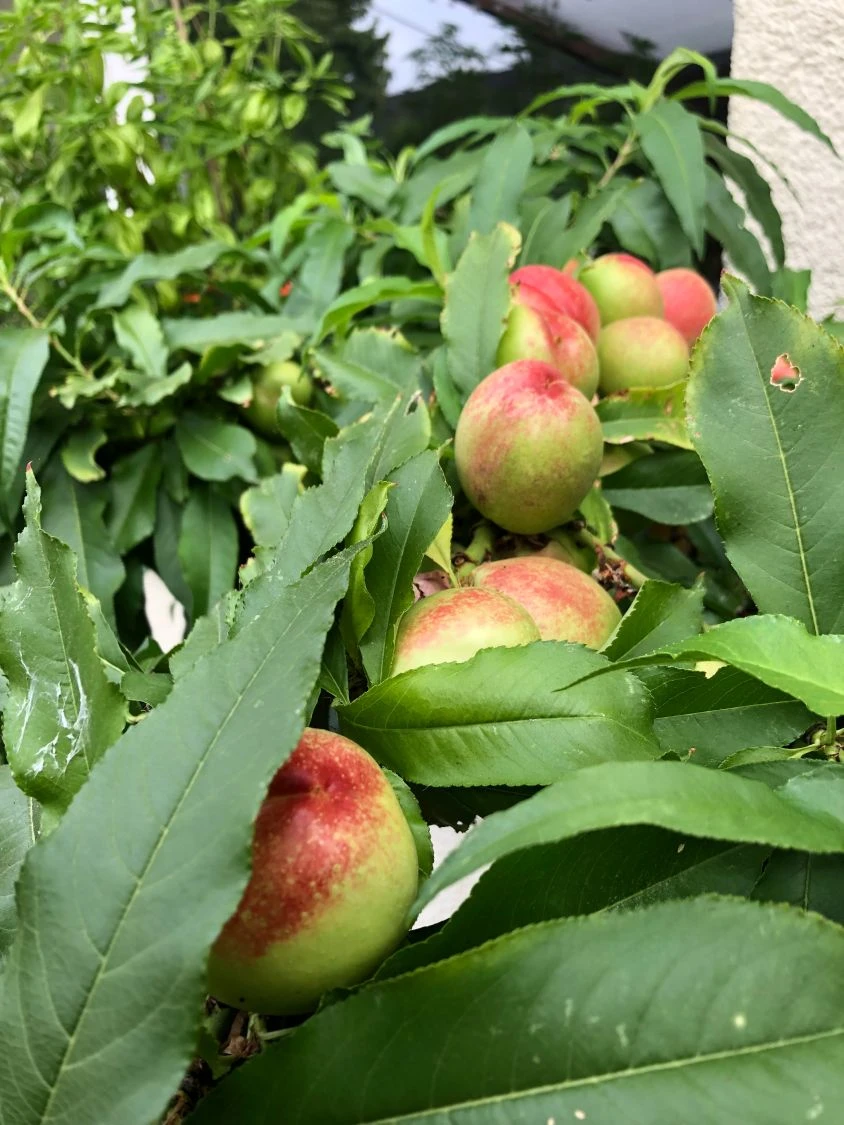 Nektarine (Zwergform) 5 Nektarine (Zwergform) – Bild 5