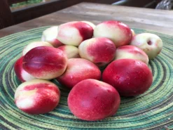 Nektarine (Zwergform) 10 Nektarine (Zwergform) -Deutschland Garten Funk Verkaufs-Shop zwerg nektarine m009002 193676 1