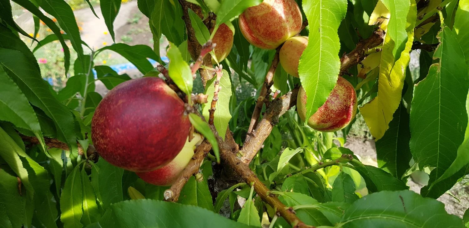 Nektarine (Zwergform) 7 Nektarine (Zwergform) – Bild 7