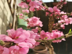 Nektarine (Zwergform) 13 Nektarine (Zwergform) -Deutschland Garten Funk Verkaufs-Shop zwerg nektarine m009002 875179 0