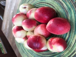 Nektarine (Zwergform) 11 Nektarine (Zwergform) -Deutschland Garten Funk Verkaufs-Shop zwerg nektarine m009002 875179 2