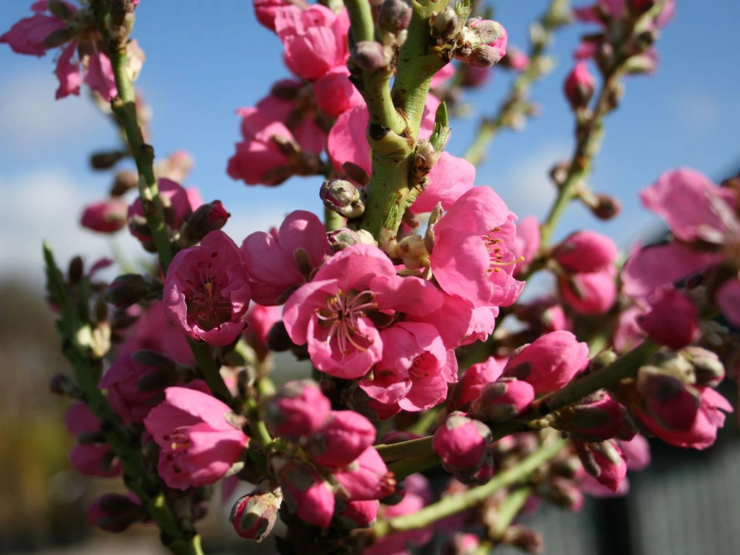 Nektarine (Zwergform) 1 Nektarine (Zwergform)