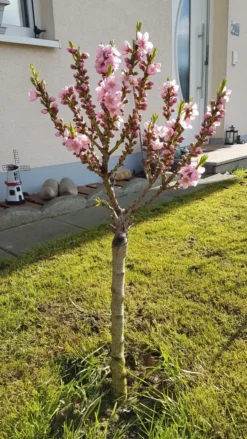 Pfirsich (Zwergform) 17 Pfirsich (Zwergform) -Deutschland Garten Funk Verkaufs-Shop zwerg pfirsich m009001 193676 0