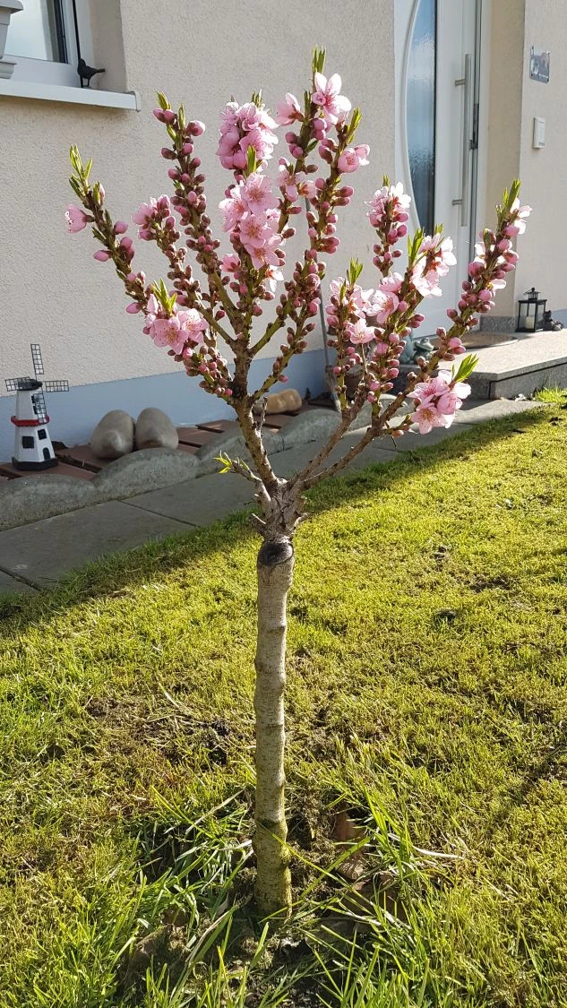 Pfirsich (Zwergform) 8 Pfirsich (Zwergform) – Bild 8