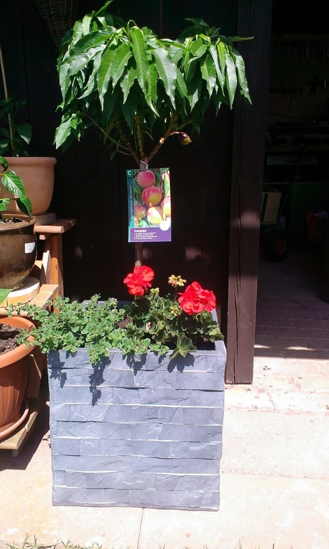 Pfirsich (Zwergform) 10 Pfirsich (Zwergform) – Bild 10