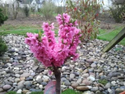 Pfirsich (Zwergform) 18 Pfirsich (Zwergform) -Deutschland Garten Funk Verkaufs-Shop zwerg pfirsich m009001 505703 0