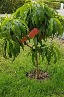 Pfirsich (Zwergform) 16 Pfirsich (Zwergform) -Deutschland Garten Funk Verkaufs-Shop zwerg pfirsich m009001 892050 1