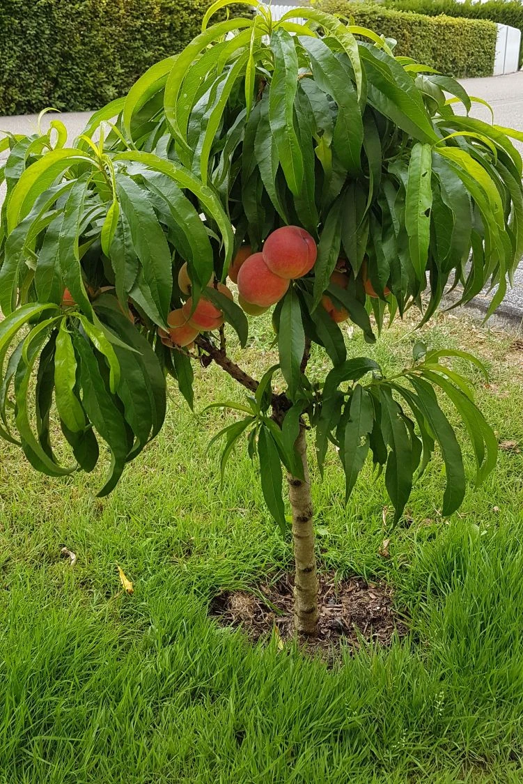 Pfirsich (Zwergform) 7 Pfirsich (Zwergform) – Bild 7