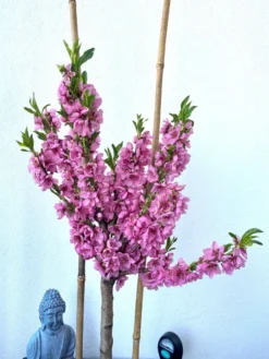 Pfirsich (Zwergform) 15 Pfirsich (Zwergform) -Deutschland Garten Funk Verkaufs-Shop zwerg pfirsich m009001 907046 0