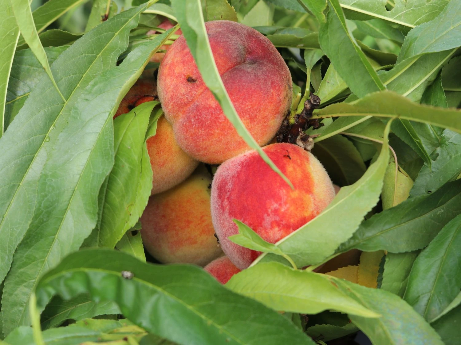 Pfirsich (Zwergform) 1 Pfirsich (Zwergform)